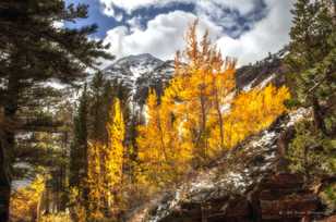 Aspens above Virginia Lake-8851 Aspens above Virginia Lake-8851